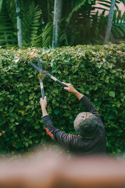 A gardener, wearing a dark long-sleeved top and a grey bucket hat, is trimming a dense, well-shaped hedge with long-handled hedge shears. The hedge features glossy green leaves with a few light pink f