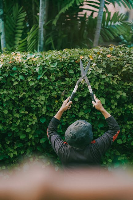 A gardener, wearing a dark long-sleeved top and a grey bucket hat, is trimming a dense, well-shaped hedge with long-handled hedge shears. The hedge features glossy green leaves with a few light pink f